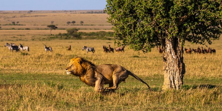 025 Masai Mara.jpg